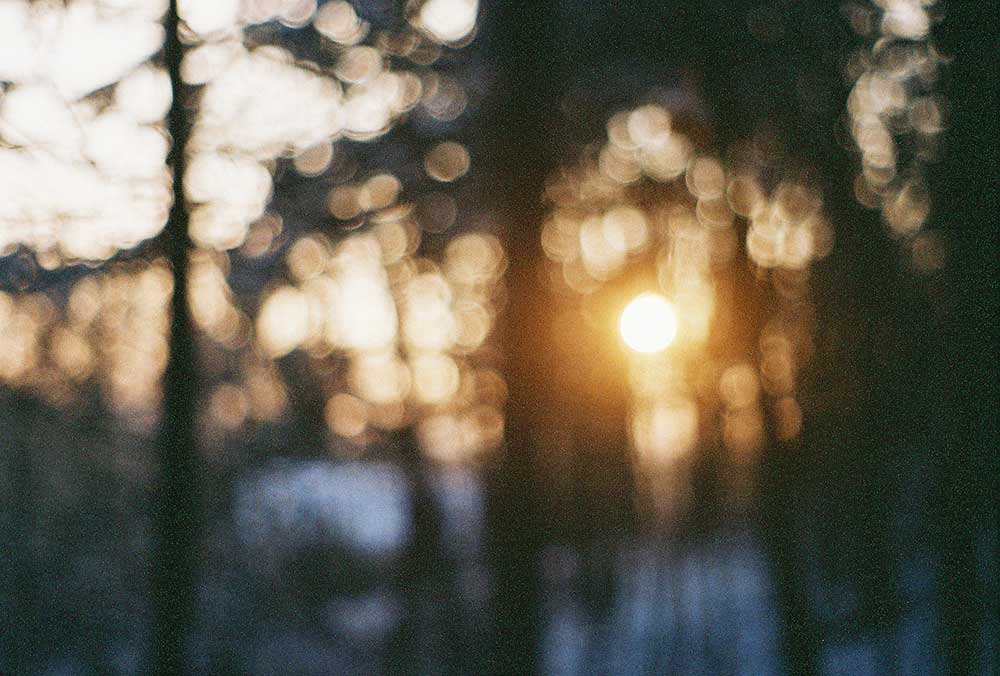 Glare: photograph of trees in filtered sunlight